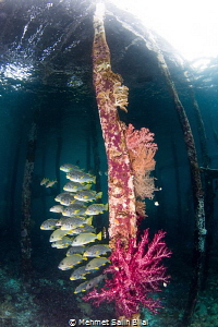 Sweetlips under Savandorek pier. by Mehmet Salih Bilal 